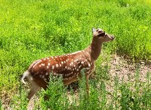 【东鳌鹿讯】鹿茸是唯一可再生的！鹿茸顶端较根部更为珍贵！