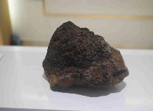 【辟谣】鹿茸是鹿角，桦树茸是桦树的角吗？