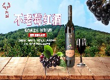 欧洲水果之王竟是它？不老莓有什么特别之处？