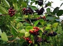 不老莓_黑果腺肋花楸果_花青素之“王”
