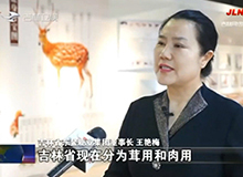 小小梅花鹿，引领大产业